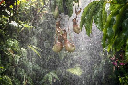 热带雨林背景