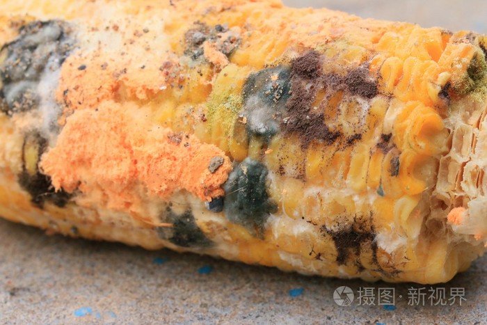 腐烂玉米的橙色发霉