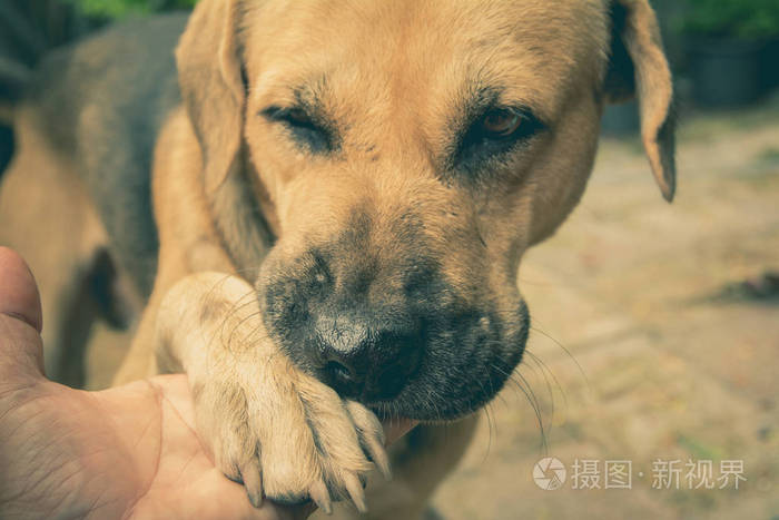 狗与人类之间的人类,友谊颤抖的手和狗.狗爪子和人类的手在发抖