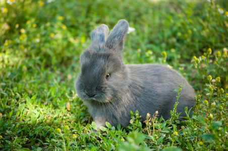 夏天花园里可爱的兔子
