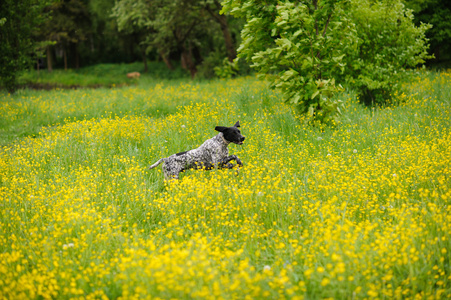 快乐的狗运行通过草甸与毛茛