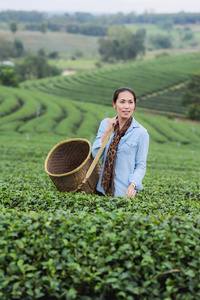 亚洲美女采茶叶在茶园，hap