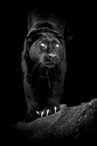在深色背景上的黑色豹