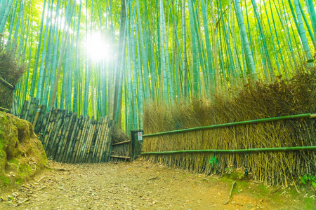 在京都岚山竹林的路径
