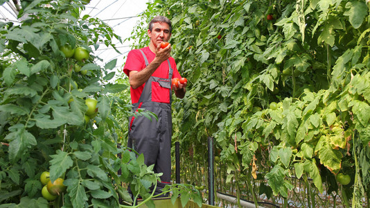 农民拿着成熟的西红柿