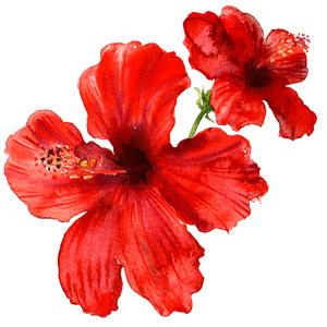 红芙蓉花，热带植物孤立 水彩插图在白色
