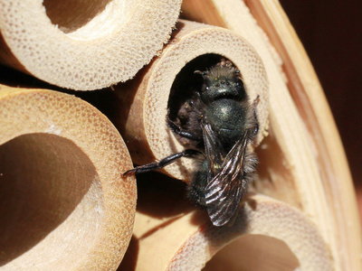 在竹管里筑巢的梅森蜜蜂