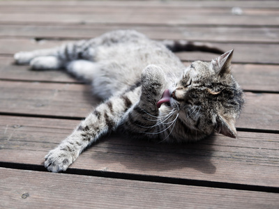 狸花猫舐着自己