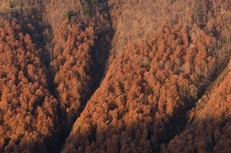 秋天的树林山坡上