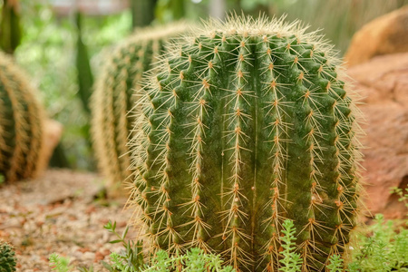 在玻璃房子里的仙人掌肉质植物图片