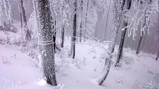 冬天山上树木的雪覆盖着新鲜