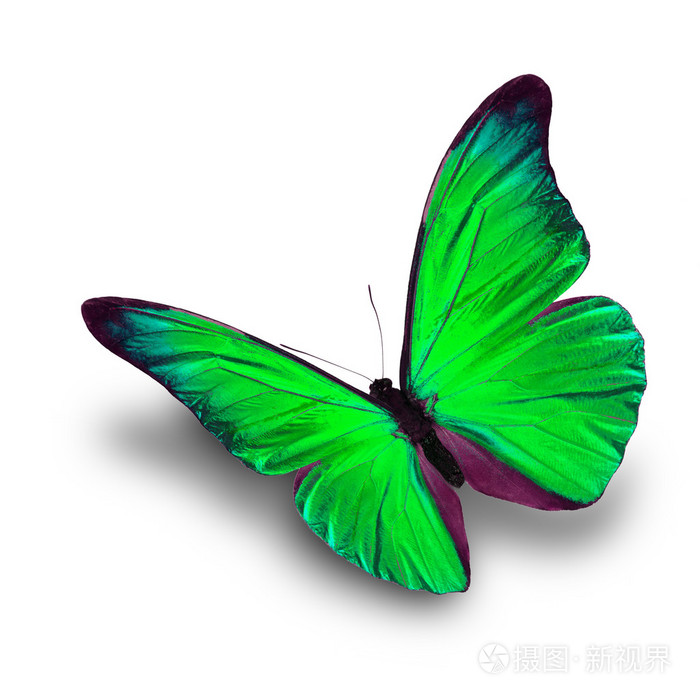 绿色蝴蝶飞