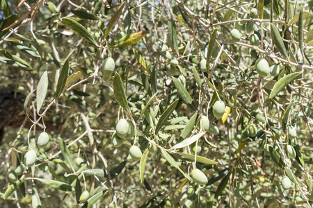 在树上的橄榄