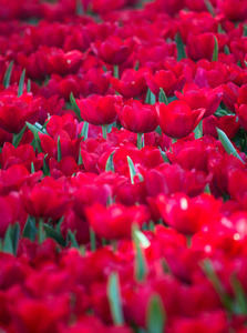 在花园里盛开的红色郁金香花卉场