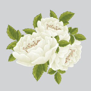 英语白玫瑰图形花
