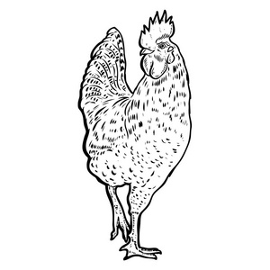 公鸡在白色背景上的插图。矢量图