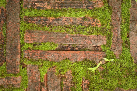 绿色苔藓砖背景