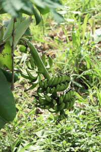 香蕉树的性质