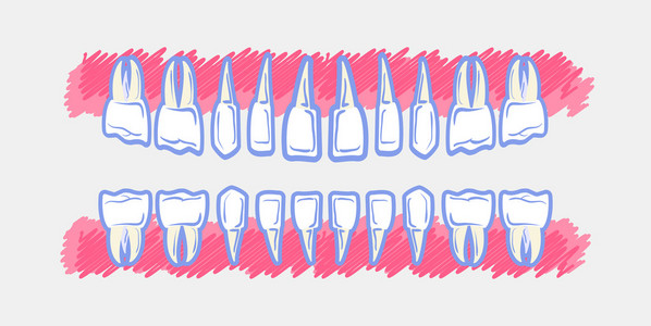 儿童牙齿解剖图片