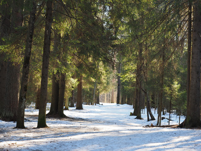 树林里的雪路