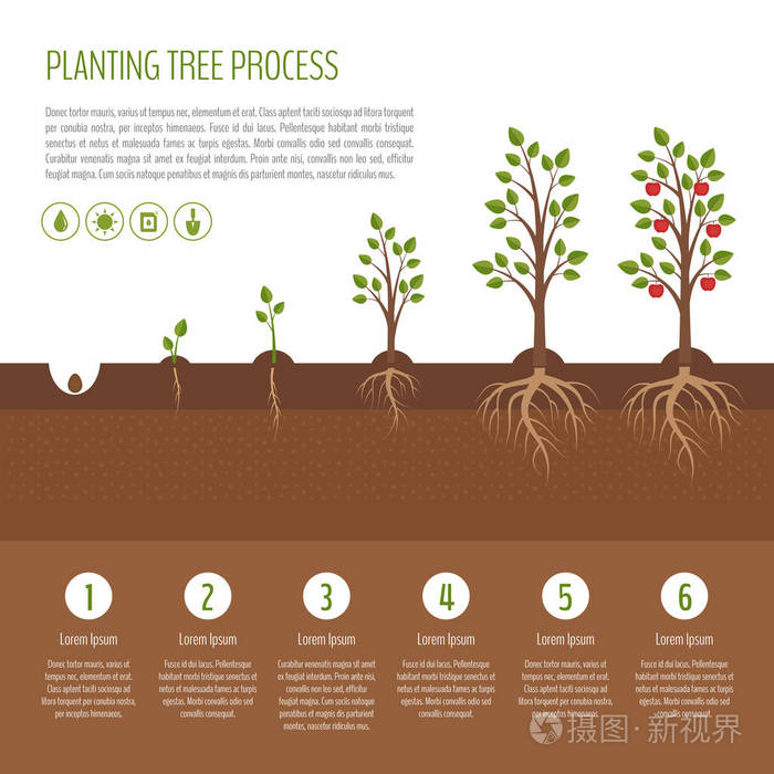 种植的树过程图.苹果的树生长阶段.植物生长的步骤.经营理念.