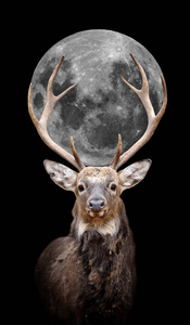 鹿与深色背景上的月亮