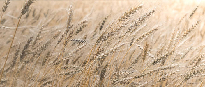 成熟的草甸麦田的耳朵的背景
