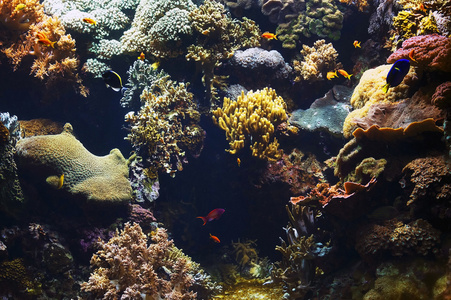 水族馆背景图像