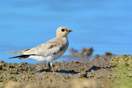 小 Pratincole