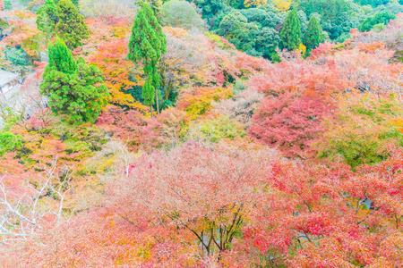 红红的枫叶盛开在京都公园