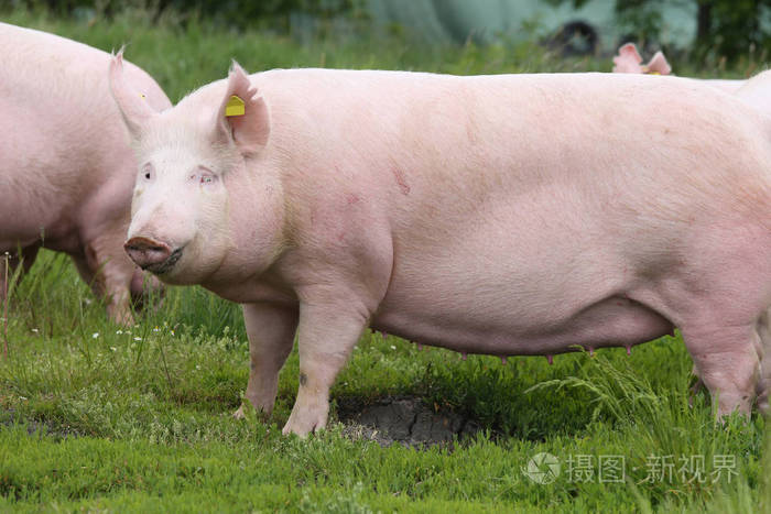 夏季牧场上大胖猪猪吃草
