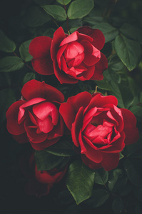 一朵朵鲜艳的红玫瑰