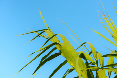 鲜绿色的植物在户外