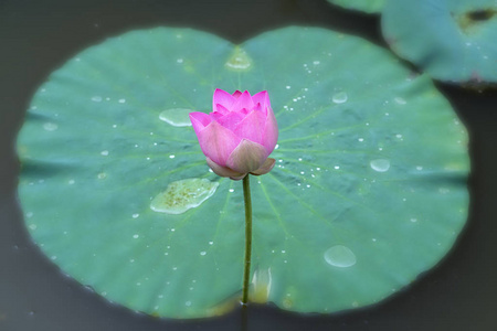 在平静的早晨湖莲花绽放的特写镜头