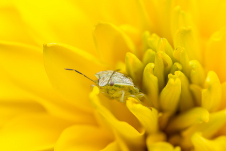 微小昆虫上一朵黄色的花