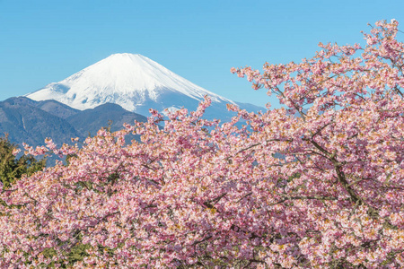 河津佐加良和山富士