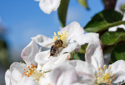 上一朵白色的樱花的蜜蜂