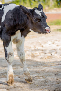 小牛在苗圃头荷斯坦奶牛奶牛场图片