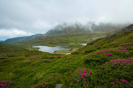 山谷与湖和杜鹃的花朵，阴天山区