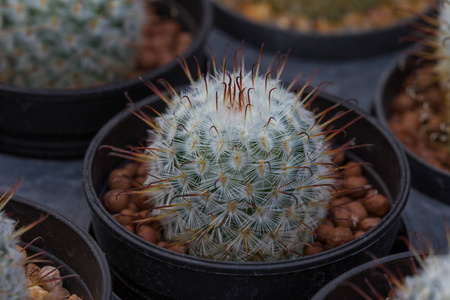 关闭了花园里的仙人掌植物