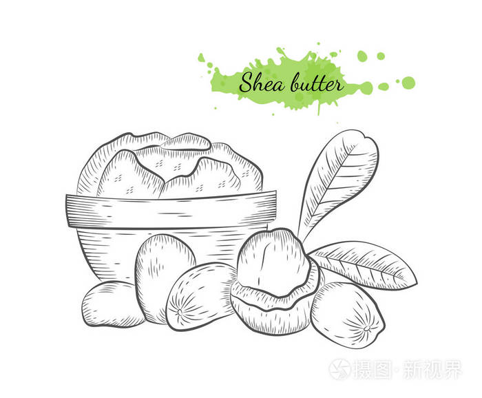 孤立的手绘矢量插画的乳木果油