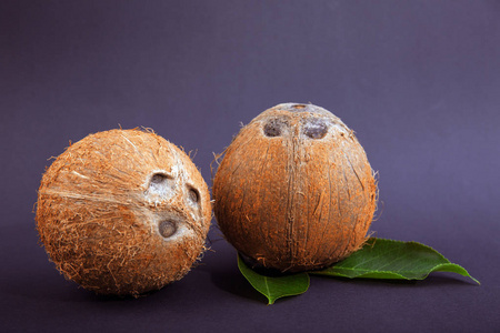 暗紫色背景上的两个椰子。成熟和硬的椰子，绿色的叶子。自制甜点的有机成分