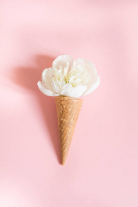 在华夫粉红色的背景上的白色牡丹花。夏天的概念