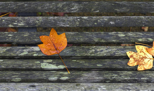 秋天，枫树叶的不同颜色在公园的长椅上