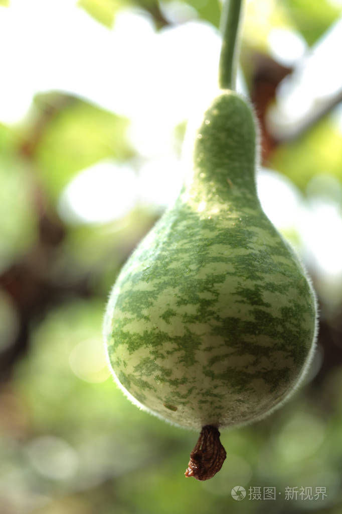菜园里的绿色葫芦