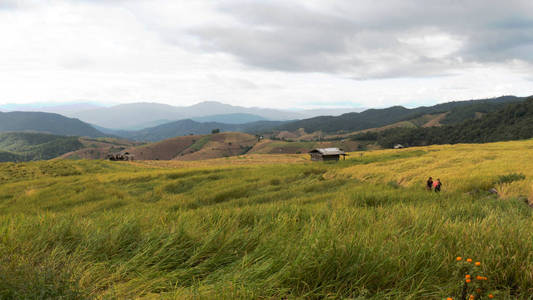 黄梯田的稻田在山