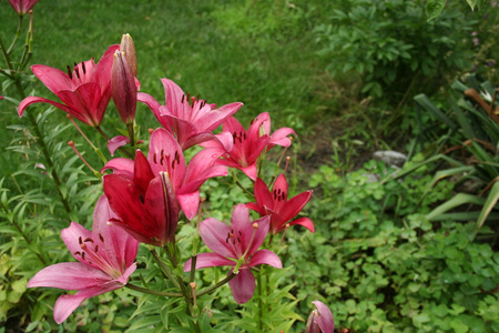 花百合