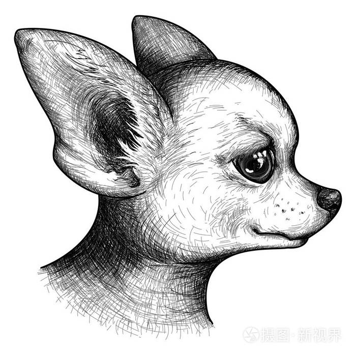 单色肖像头的吉娃娃狗小狗宠物动物素描矢量