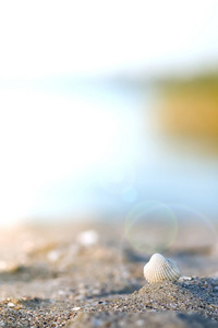 在海滩上的白色小贝壳