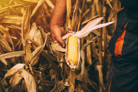 收获玉米的准备成熟玉米芯在外地的农民